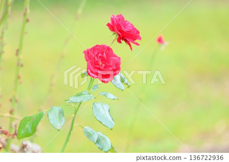 玫瑰花urmer芒斯特 136722936