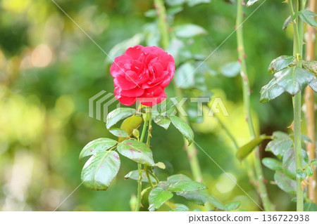 Rose flower urmer munster 136722938