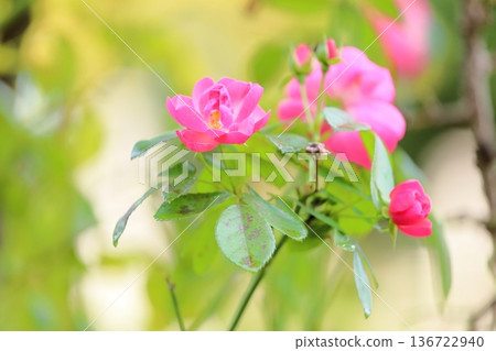 玫瑰花朵安吉拉 玫瑰花朵安吉拉 136722940