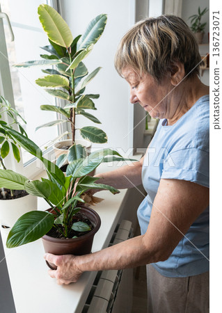 An elderly woman's hands, using bamboo cloth, wipe a leaf and tend to peace lily in pot on bright windowsill. A truly authentic moment. Indoor gardening, plant care, green lifestyle 136723071