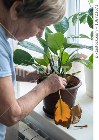 Senior woman inspecting an indoor plant on a windowsill, carefully removing a dry leaf. Home gardening hobby. Authentic moment. Green lifestyle, slow living, indoor gardening Senior woman inspecting an indoor plant on a windowsill, carefully removing a dry leaf. Home gardening hobby. Authentic moment. Green lifestyle, slow living, indoor gardening 136723073