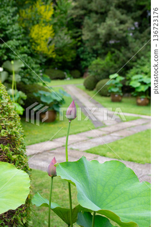 蓮花 蓮花 136723176