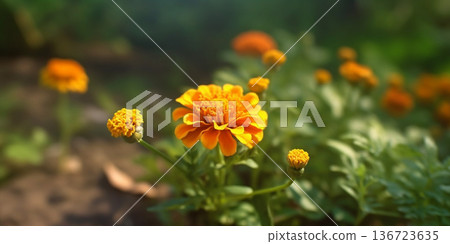 Marigold flower, copy space blurred background, Generative AI 136723635