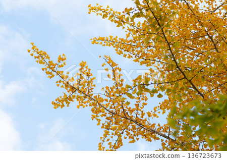 A ginkgo that gave yellow leaves A ginkgo that gave yellow leaves 136723673