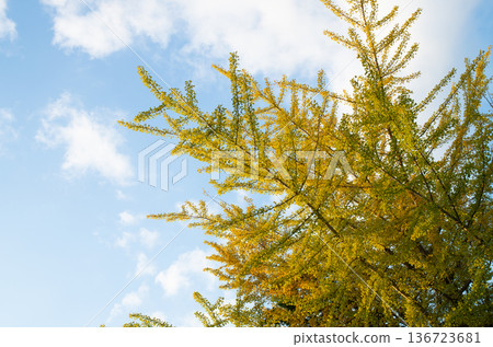 A ginkgo that gave yellow leaves A ginkgo that gave yellow leaves 136723681