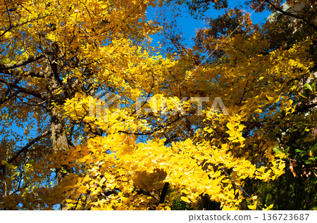 銀杏葉，黃色葉子 136723687