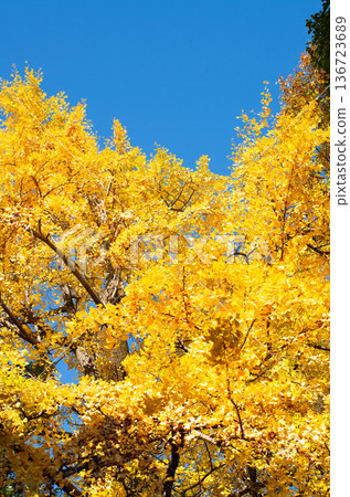 A ginkgo that gave yellow leaves 136723689