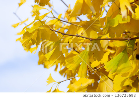 A ginkgo that gave yellow leaves A ginkgo that gave yellow leaves 136723698