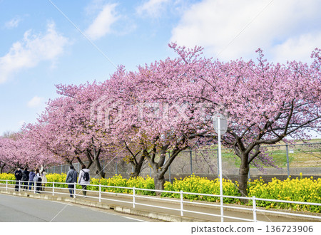神奈川縣,三浦海灘櫻花祭,河津櫻花,京急線沿線 神奈川縣,三浦海灘櫻花祭,河津櫻花,京急線沿線 136723906