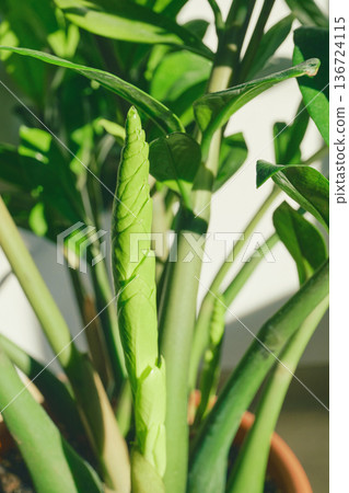 Zz plant new leaf unfurling and developing in home environment 136724115