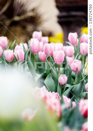 粉紅鬱金香特寫 | 豎幅 136724760