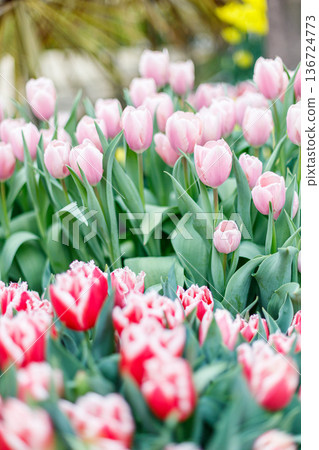 Pink and red tulips | Vertical 136724773