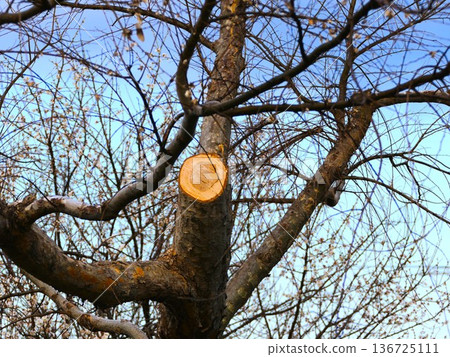 The thick trunk of the zelkova tree will be sent to the sky in the stove next year! 3 136725111