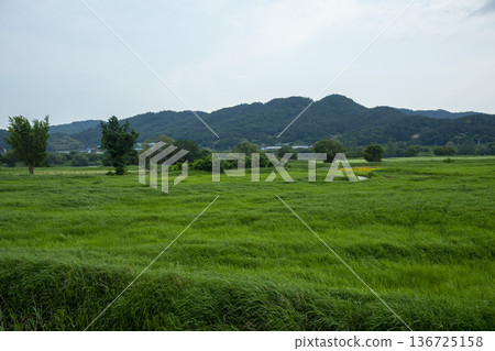 Bicycle path along the Geumgang River Bicycle path along the Geumgang River 136725158