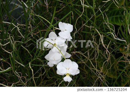 White orchid 136725204