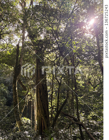 Monteverde Cloud Forest Reserve, Costa Rica 136725243