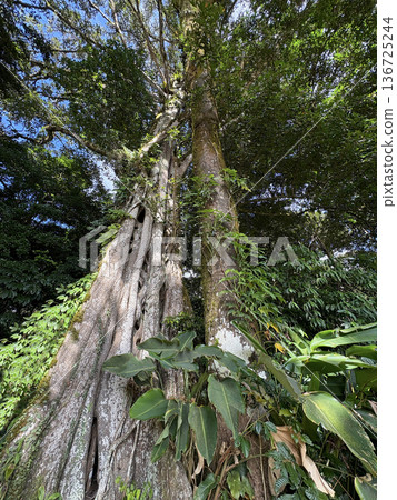Curi Cancha Reserve in Monteverde, forest view, Costa Rica 136725244