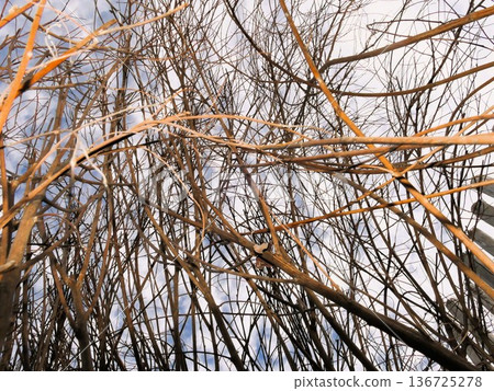 Bush of bush clover 1 Bush of bush clover 1 136725278