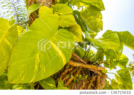 Green tropical plants flowers leaves leaf tree trees nature Brazil. 136725610