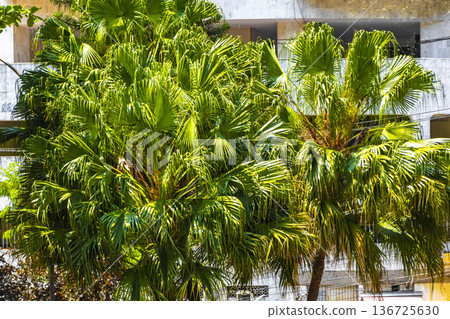 Tropical Palms Trees Palm Tree with Blue Cloudy Sky Brazil. 136725630