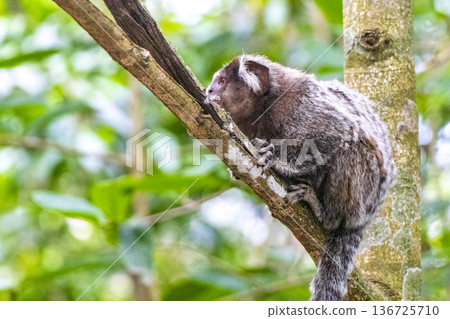 Marmoset Monkey in tropical rainforest tree Rio de Janeiro Brazil. Marmoset Monkey in tropical rainforest tree Rio de Janeiro Brazil. 136725710
