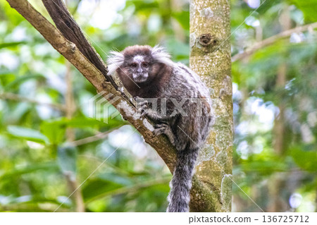 Marmoset Monkey in tropical rainforest tree Rio de Janeiro Brazil. Marmoset Monkey in tropical rainforest tree Rio de Janeiro Brazil. 136725712