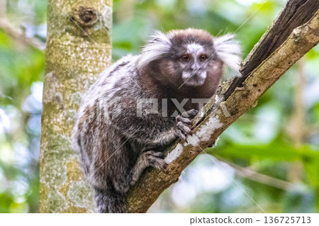 Marmoset Monkey in tropical rainforest tree Rio de Janeiro Brazil. Marmoset Monkey in tropical rainforest tree Rio de Janeiro Brazil. 136725713
