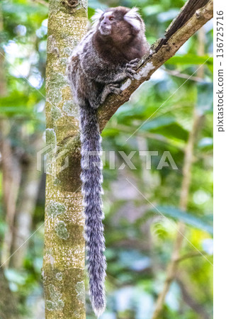 Marmoset Monkey in tropical rainforest tree Rio de Janeiro Brazil. Marmoset Monkey in tropical rainforest tree Rio de Janeiro Brazil. 136725716