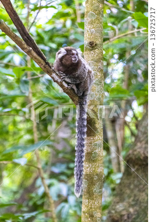 Marmoset Monkey in tropical rainforest tree Rio de Janeiro Brazil. Marmoset Monkey in tropical rainforest tree Rio de Janeiro Brazil. 136725717