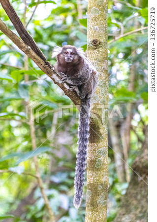 Marmoset Monkey in tropical rainforest tree Rio de Janeiro Brazil. Marmoset Monkey in tropical rainforest tree Rio de Janeiro Brazil. 136725719
