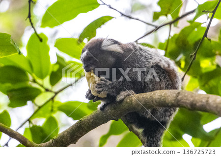 Marmoset Monkey in tropical rainforest tree Rio de Janeiro Brazil. Marmoset Monkey in tropical rainforest tree Rio de Janeiro Brazil. 136725723