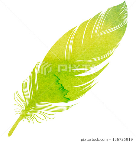 美麗的水彩鳥羽毛圖示圖像的插圖 136725919