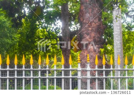 Jackfruit growing on jack tree in Rio de Janeiro Brazil. 136726011