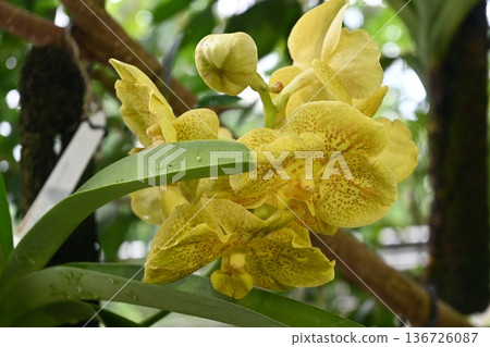 Yellow Orchid Yellow Orchid 136726087