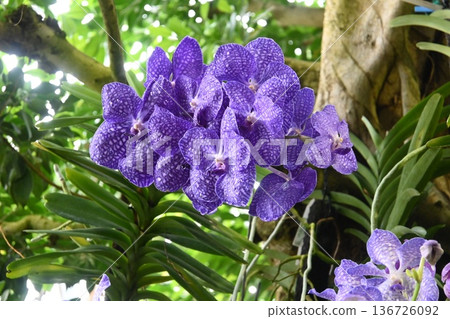 Purple orchids Purple orchids 136726092