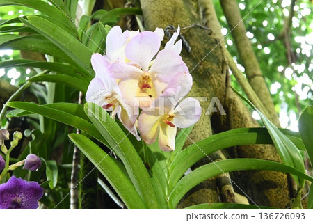 Pale purple orchid 136726093
