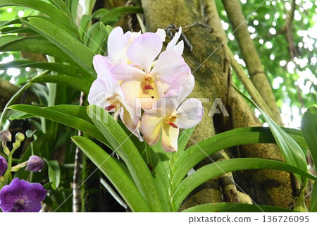 Pale purple orchid Pale purple orchid 136726095