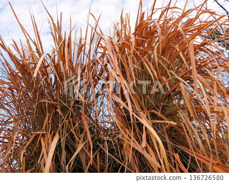 Lemongrass swaying in the north wind 2 Lemongrass swaying in the north wind 2 136726580