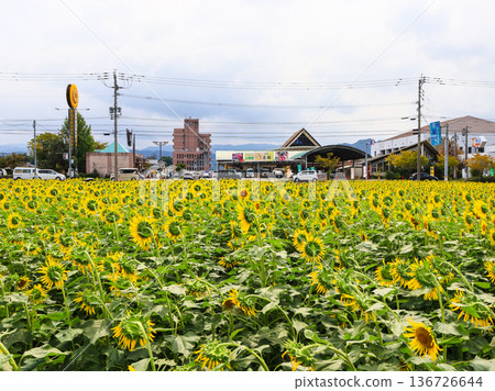 福岡縣朝倉市原鶴路邊站對面，秋季盛開的向日葵田。 136726644