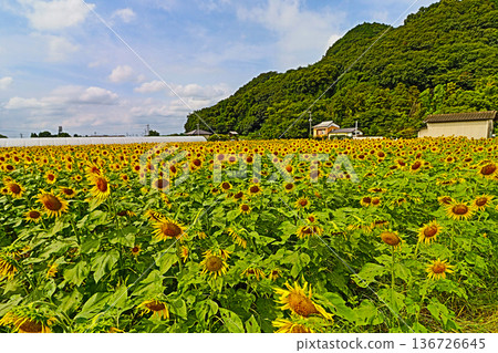 福岡縣朝倉市原鶴路邊站對面，秋季盛開的向日葵田。 136726645