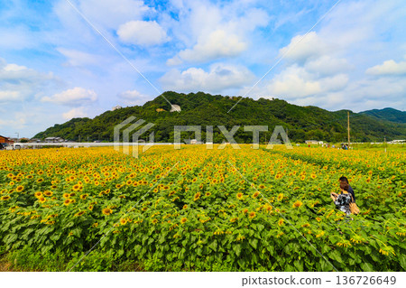 A sunflower field covered in yellow flowers and a person admiring the flowers 136726649