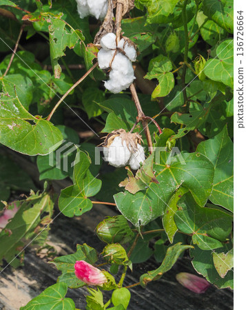 Cotton that has burst into fruit and turned into cotton balls 136726664