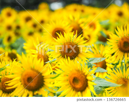 Large yellow sunflower blooming vigorously 136726665