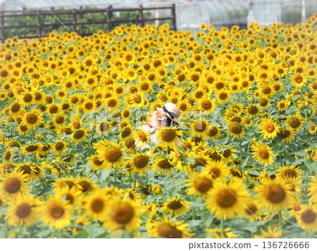 A person with a pet admiring a field of yellow sunflowers in full bloom 136726666