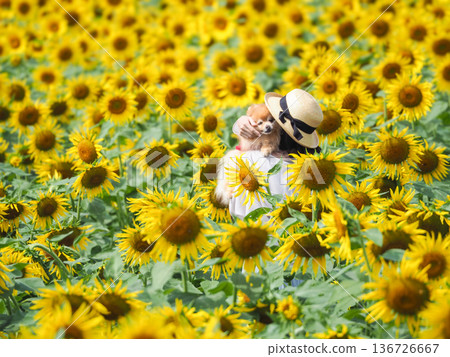 A man and his dog admiring the yellow sunflowers in a field 136726667