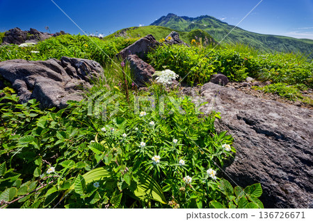 Alpine plant communities near Mihama and the summit of Mt. Chokai 136726671