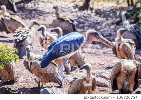 Marabou Stork and vultures 136726754