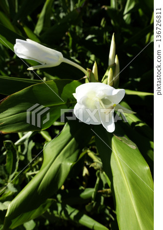 十月秋日，薑花盛開，純白無瑕。 136726811
