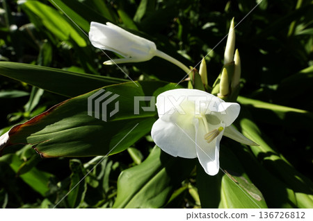 十月秋日，薑花盛開，純白無瑕。 136726812