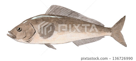阿特卡鯖魚水彩畫 136726990